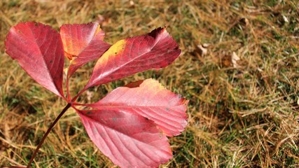 autumn leaves on ground