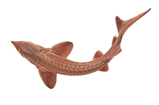   Freshwater fish sterlet isolated on a white background . Live fish. sturgeon