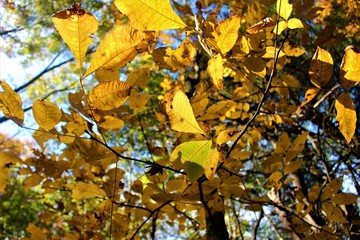 maple leaves in autumn