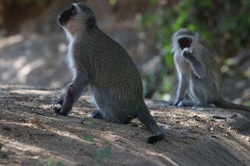 Vervet Monkeys Kruger National Park