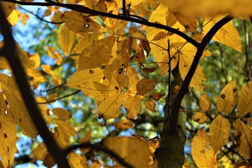 maple leaves in autumn