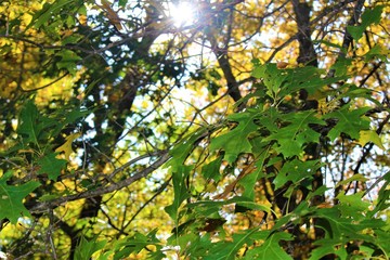 leaves in autumn