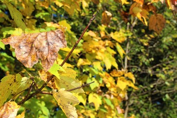 maple leaves in autumn