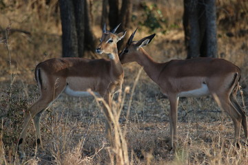 Impala's