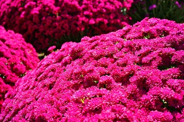 Pink chrysanthemum flowers growing in the fall garden