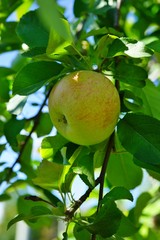 Fresh green apples growing on trees at an apple orchard