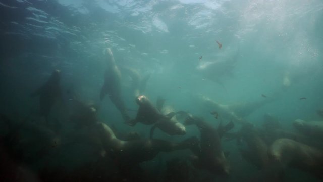 Seals underwater of Sea of Okhotsk. Family of northern sea lion marine mammal animal underwater in muddy cold water wild nature. Concept of pinniped animals underwater.