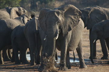 Fototapeta na wymiar Elephants in Kruger Park