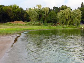 Coast of lake full of green algae and cyanobacteria