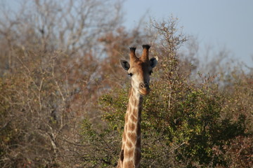 Giraffe in Kruger Park