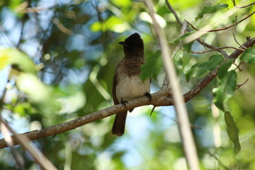 A dark-capped bulbul in close-up