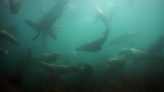 Northern sea lion mammal animal underwater in muddy water of Sea of Okhotsk. Group of Seals underwater of Sea of Okhotsk. Family seals of wild nature. Concept of pinniped animals underwater.