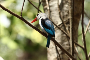 A mangrove kingfisher in Tanzania / Un martin-chasseur des mangroves