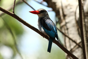 A mangrove kingfisher in Tanzania / Un martin-chasseur des mangroves