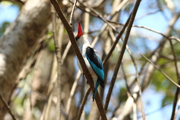 A mangrove kingfisher in Tanzania / Un martin-chasseur des mangroves