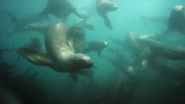 Group of Seals underwater of Sea of Okhotsk. Family of northern sea lion marine mammal animal underwater in wil nature.