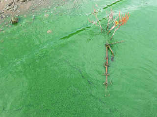 Twig immersed in water full of green and living algae