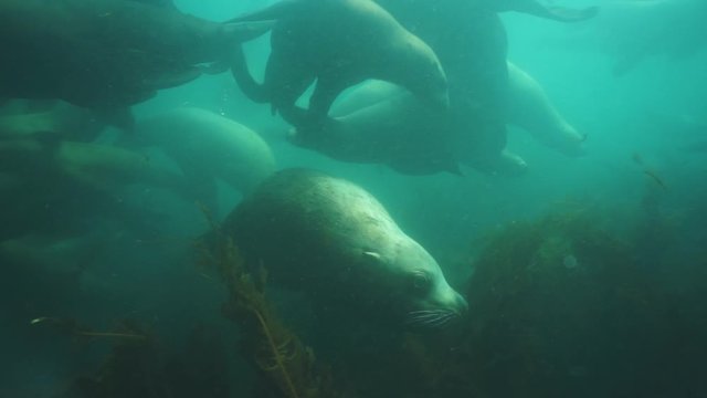 Group of Seals underwater of Sea of Okhotsk. Family of northern sea lion marine mammal animal underwater in wil nature.