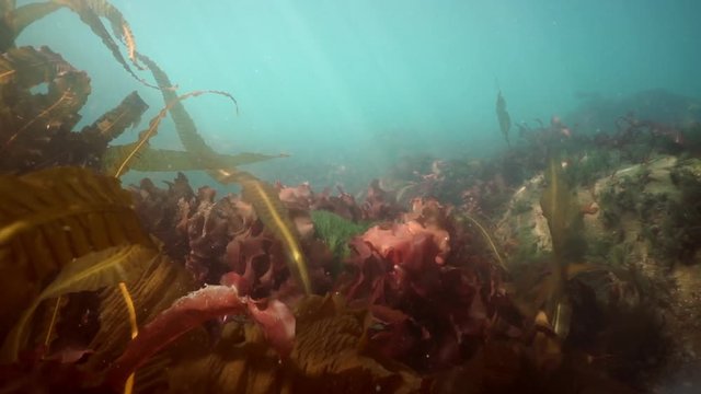 Seals underwater of Sea of Okhotsk. Family of northern sea lion marine mammal animal underwater in muddy cold water wild nature. Concept of pinniped animals underwater.