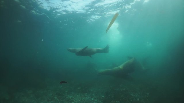 Sea lion mammal animal underwater in muddy water of Sea of Okhotsk. Group of Seals underwater of Sea of Okhotsk. Family seals of wild nature. Concept of pinniped animals underwater.