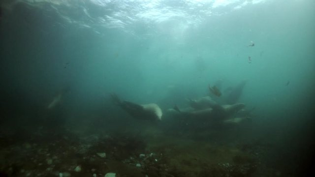 Northern sea lion mammal animal underwater in muddy water of Sea of Okhotsk. Group of Seals underwater of Sea of Okhotsk. Family seals of wild nature. Concept of pinniped animals underwater.