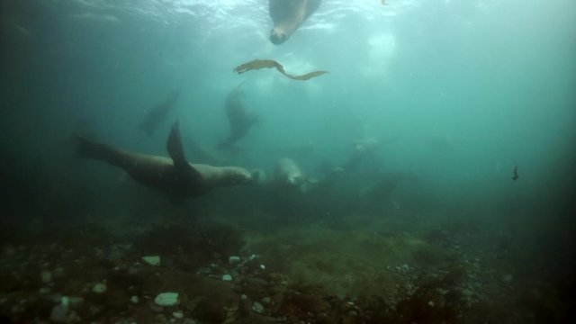 Northern sea lion mammal animal underwater on seabed of Sea of Okhotsk. Group of Seals underwater of Sea of Okhotsk. Family seals of wild nature. Concept of pinniped animals underwater.