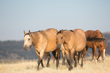 Obraz na płótnie Canvas Buckskin Horses