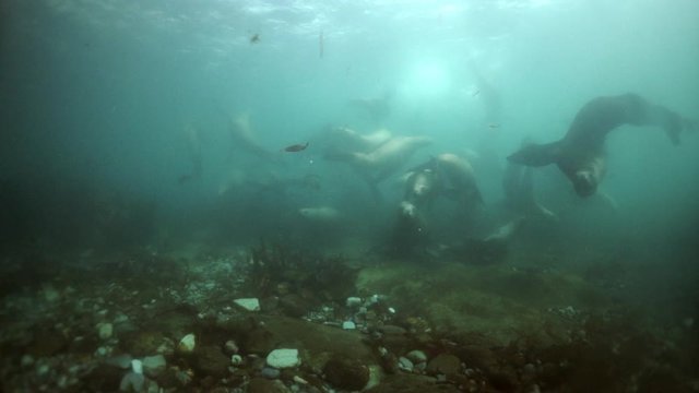 Northern sea lion mammal animal underwater on seabed of Sea of Okhotsk. Group of Seals underwater of Sea of Okhotsk. Family seals of wild nature. Concept of pinniped animals underwater.