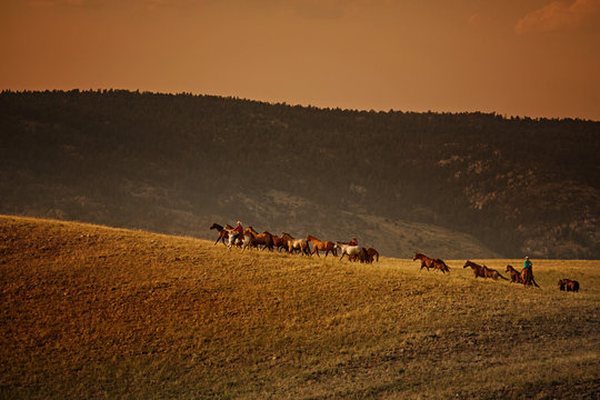 herd of horses