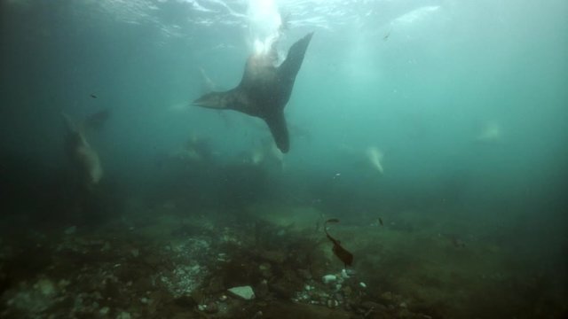 Northern sea lion mammal animal underwater in muddy water of Sea of Okhotsk. Group of Seals underwater of Sea of Okhotsk. Family seals of wild nature. Concept of pinniped animals underwater.