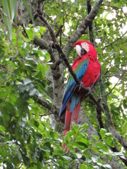 Ara chloropterus - Arara Vermelha