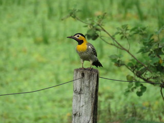 Colaptes campestris - Pica-pau-do-campo