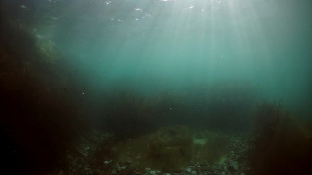 Sea lion mammal animal underwater in muddy water of Sea of Okhotsk. Group of Seals underwater of Sea of Okhotsk. Family seals of wild nature. Concept of pinniped animals underwater.