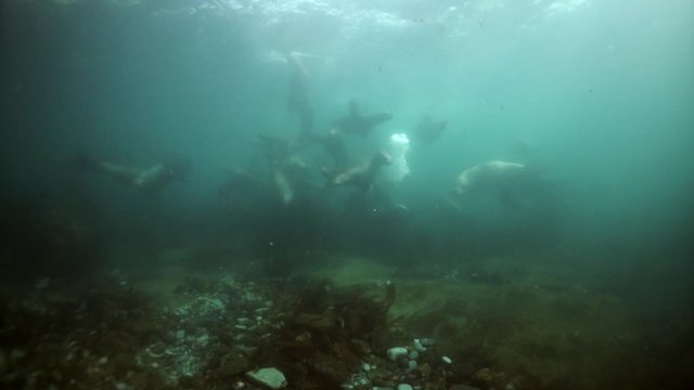 Northern sea lion mammal animal underwater in muddy water of Sea of Okhotsk. Group of Seals underwater of Sea of Okhotsk. Family seals of wild nature. Concept of pinniped animals underwater.