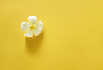 Fotobehang White plumeria on bright yellow background with copy spce. Minimal beauty concept. © nunawwoofy