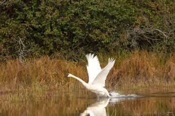 Trumpeter swans;  Lake Clark NP;  Alaska