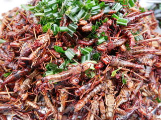 Edible fried insects suitable as food snack. It is good source rich of protein.