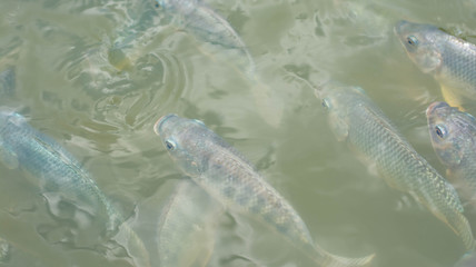 Feeding fish. Fish in farm at feeding time with blur some fish and water.farming,group of carp in fish pond