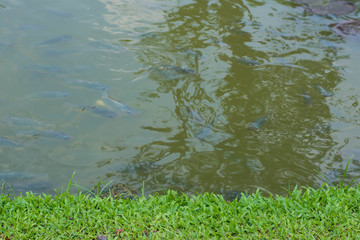 Feeding fish. Fish in farm at feeding time with blur some fish and water.farming,group of carp in fish pond