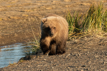 Young brown bear cub (Ursus arctos) walking along creek   Alaska © Tom