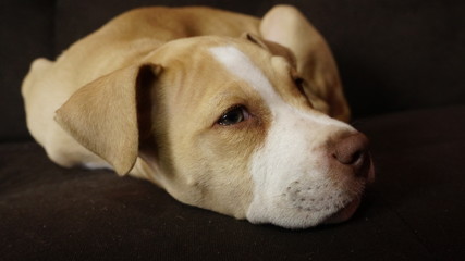 puppy pitbull