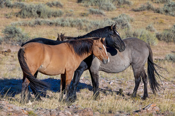 "Keeping The Mares Close"