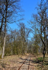 a railway in the forest