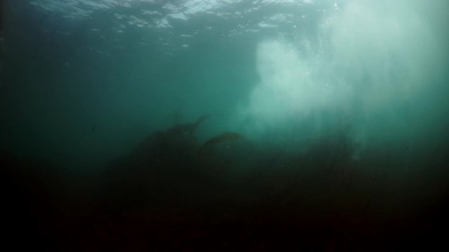 Seals underwater of Sea of Okhotsk. Family of northern sea lion marine mammal animal underwater in muddy cold water wild nature. Concept of pinniped animals underwater.