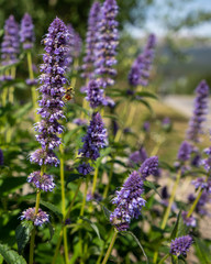 Bees swarming violet Penstemon Strictus wildflowers in Colorado mountaoms