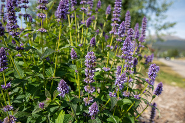 Bees swarming violet Penstemon Strictus wildflowers in Colorado mountaoms