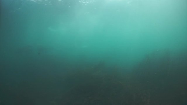 Seals underwater of Sea of Okhotsk. Family of northern sea lion marine mammal animal underwater in muddy cold water wild nature. Concept of pinniped animals underwater.