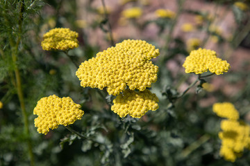 Colorado wildflowers in mountains alongside road