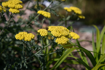 Colorado wildflowers in mountains alongside road
