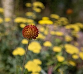 Colorado wildflowers in mountains alongside road